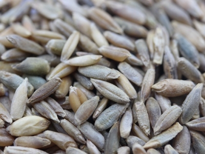 冬牧70黑麥草種子